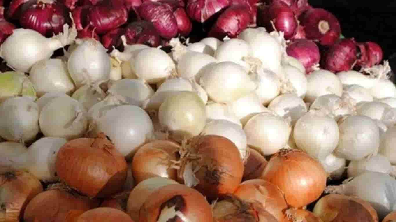 تصویر 1 از خرید عمده پیاز تازه + ارسال مستقیم از مزارع جنوب کشور